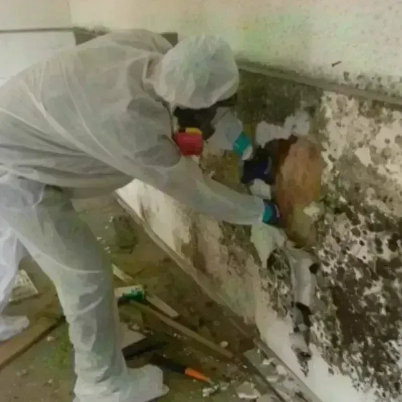 Mold Remediation and Removal in Parkston, SD